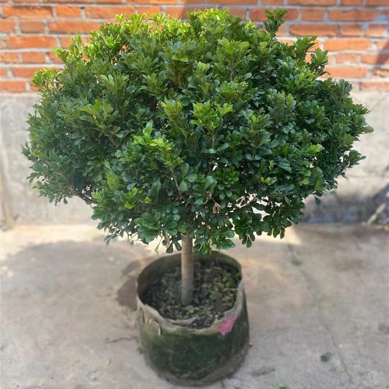 独杆香水米兰九里香盆栽花四季开花不断室内香花植物净化空气老桩