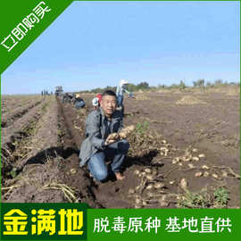 批发基地繁育土豆种薯 成长快产量高 万亩量大批发