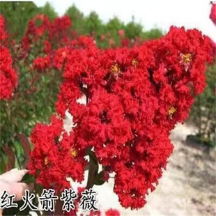 ��ޱ�����t����ޱ���Z�q�t����t������Ե��dС�绨��ͥԺ�Nֲ