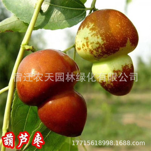 New Varieties of Tianxian Jujube Saplings, Gourd Zhanhua Winter Jujube Potted Ground-Planted Fruit Saplings Planted in the North and South Will Bear Fruit in the Same Year
