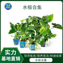 �~��ˮ������w��ˮ��С�������B�׻�����������T�쾰ˮ�����l