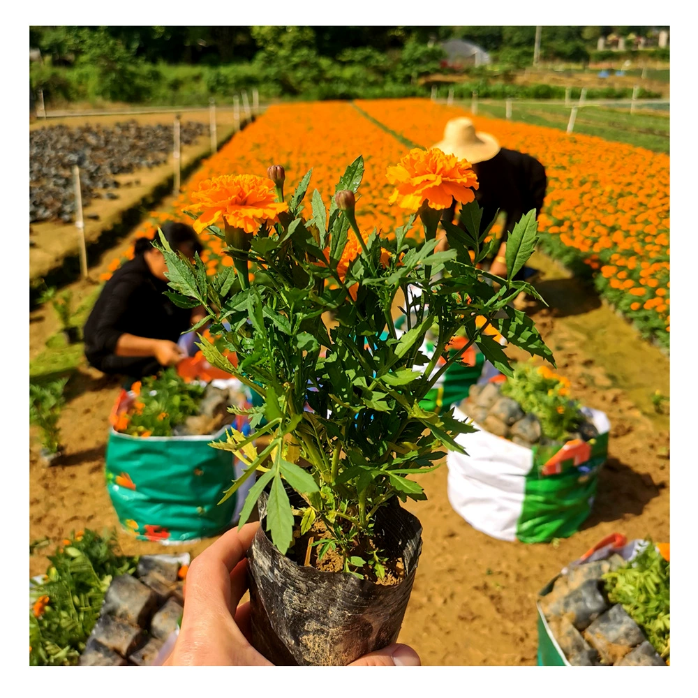 Трава павлиньи, собственное производство и поставка, городское озеленение, праздничные цветочные композиции, различные цветы и растения, зеленые растения в горшках, рассада.