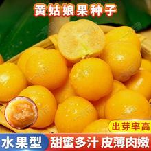 【易生长东北黄姑娘果种籽】阳台小庭院盆栽四季播种植农非种球