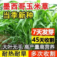 ���lī�������ײݷN�Ѹߵ����K�����i��ţ�~���Bֳ���ݷN��