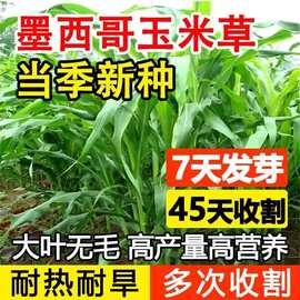 批发墨西哥玉米草种籽高丹草苏丹草猪羊牛鱼兔养殖多年生牧草种子