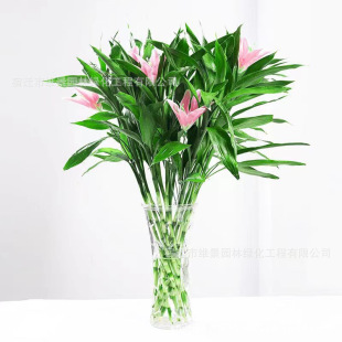 ���F��ˮ�Bˮ��ֲ�����Ի��ܴ�̖�D�\���҃ȾGֲ�^�����_�\�����l