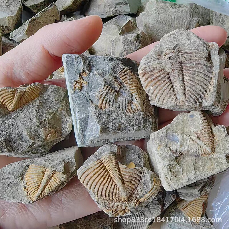 Incomplete Fossil Specimen of Silurian Period Trilobite Tail, Original Stone, Geological Science Gift for Children Incomplete Fossil Specimen of Silurian Period Trilobite Tail, Original Stone, Geological Science Gift for Children