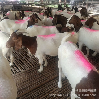 纯种波尔山羊羊苗活体肉羊养殖小羊羔价格成年受孕高产母羊种公羊