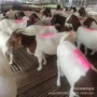 活体高产养殖纯种种公羊
