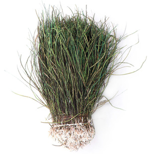 �F؛��ȸ�z15-20cm��ë�ݴ��l�w�K�h���Ϸ����x���~�h����