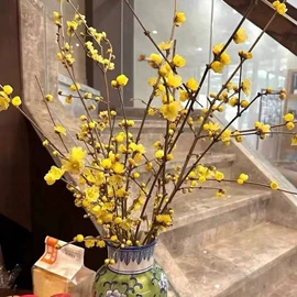 盆栽;干花;其他园林植物