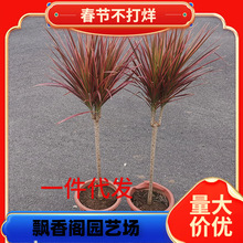 һ�����lǧ��ľ�߲��F�Gֲ�����҃��k���ҿ͏d����ֲ��͏d��Ѫ��