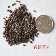 供应当年新采的花卉种子 草花种子 一串红菜种子水生植物种子