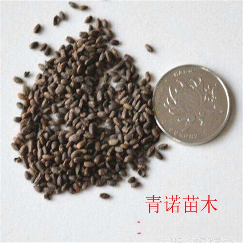 供应当年新采的花卉种子 草花种子 一串红菜种子水生植物种子