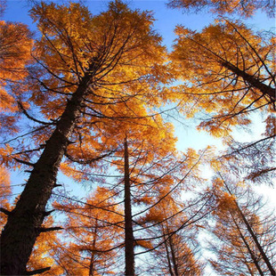 �������l�����tɼ��@�־G�����̳�����ͥԺ�쾰