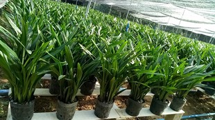 Orchids, Black Orchids, Seedlings, Ground and Beach Arrangements, Exclusive Bare Root Delivery, All-Season Orchids