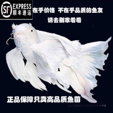 顺丰蝴蝶鲤鱼新手球体短身大鳍长尾冷水鱼锦鲤红色练手观赏鱼龙凤
