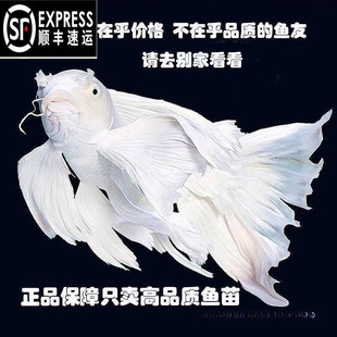 ��S�������~�������w���������Lβ��ˮ�~�\���tɫ�����^�p�~���P