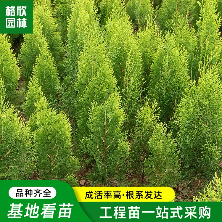 Посыпка кипариса инженерные саженцы оптом озеленение двора горшечные саженцы и живые изгороди цветной блок кустарник Посыпка кипарисовые шарики