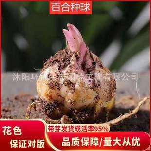 Bulb Perfume Lily Pair Red Yellow White Red Multi-Color Four-Season Planting Bulb Flower Plant Potted Green Plant Wholesale