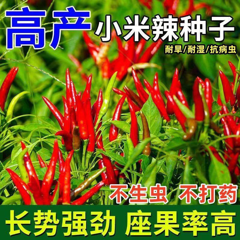 【48小时发货】正宗朝天椒种子小米辣椒种子小米椒春季四季庭院阳