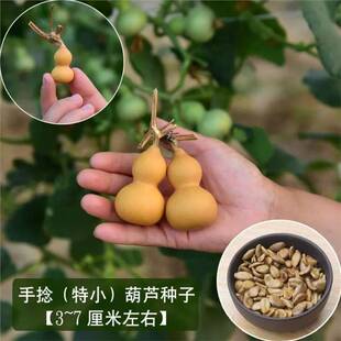 Wenwan Hand-Twisted Gourd Seeds, Extra Small Seeds, American Small Gourd Seeds, Spring and All Year Round Special Vegetable Seeds