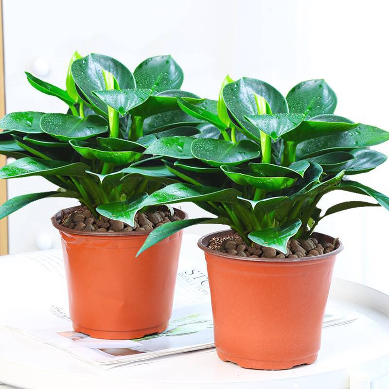 황금 다이아몬드 3개 약 25cm + 오리지널 흙 화분 + 영양액 [화분 2개 특별 제공]