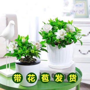 Large Potted Gardenia Potted Plant with Buds, Strong Fragrance, Four-Season Flowering Florals, Indoor Air Purification, Office Formaldehyde Removal