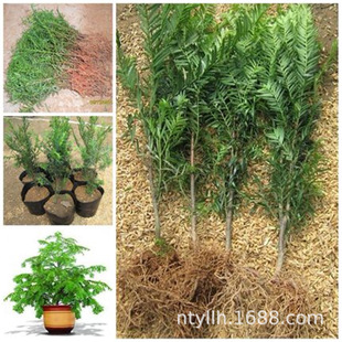 �t��ɼ�����辰ֲ���҃Ș��繫ĸ�вݼt��ɼ����t��ɼ��ֲ�����