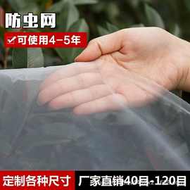 小网眼防虫网果树防鸟网水稻育秧网网纱透气防尘窗纱网100目