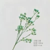 50155 Lover Fruit (Blue Green)