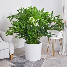 �������Դ����Ϙ��W�t�Gֲ���B��W�ļ��҃ȴ������d���[ֲ��