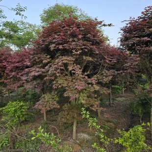 �t�������Ї��t���ձ��t����ë��ͥԺ���^�t�����l�؏�1-15����