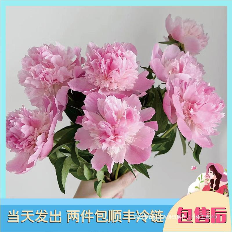 【全店2件包邮】油画牡丹芍药洋牡丹鲜花水培鲜切花云南基地绢花