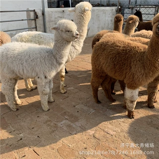 宠物幼崽羊驼 公园景区观赏羊驼 租赁活物羊驼价格 动物园羊驼