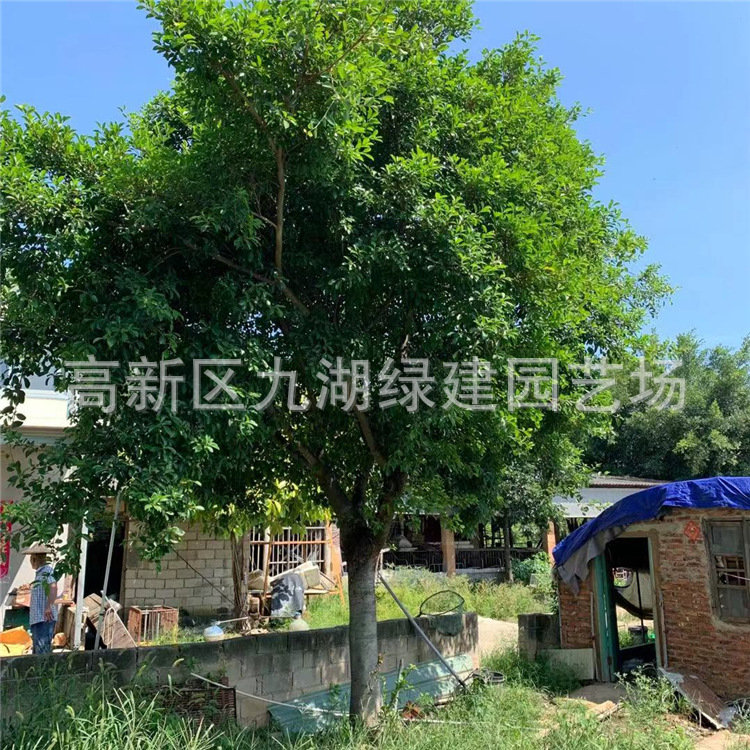 全冠红皮榕树福建基地批发大骨架红皮榕 移植红皮榕 小叶榕高山榕