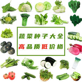 蔬菜种子春季菜籽家庭阳台易种青菜香菜菠菜萝卜种子四季蔬菜种子