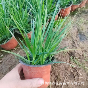 Perennial Florals Wholesale Dwarf Cattail Flower Grass Green Base Cultivation Potted Plants with High Survival Rate and Large Discounts