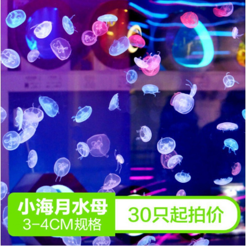 Wholesale of 100 Jellyfish for Ornamental Purposes, Non-Toxic Moon Jellyfish, 2/3 Live Jellyfish for Ornamental Purposes, Street Stall Wholesale