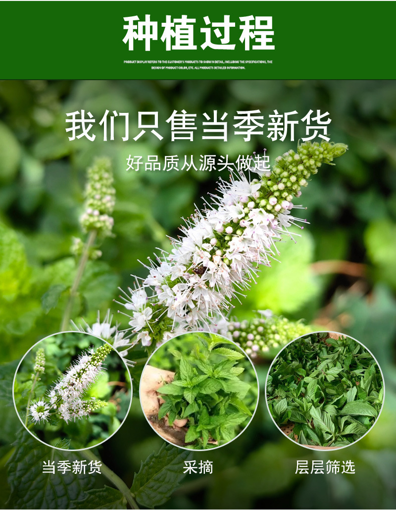 Spearmint Leaf (Mentha spicata) — Anhui Dried Mint Tea for Cold Brew & Daily Infusions preparation