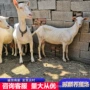 萨能奶山羊