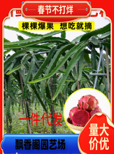 火龙果苗南北方种植红心白肉火龙果苗 金都一号 盆栽地栽当年结果