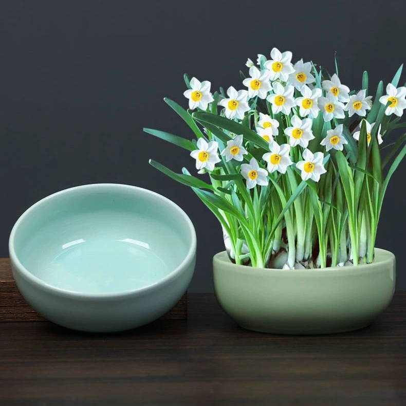 Нарцисс цветочный горшок керамический большой домашний медный косточник