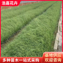 小兔子狼尾草盆栽 绿化护坡园林观赏紫穗草花狼尾草绿化 狼尾草苗