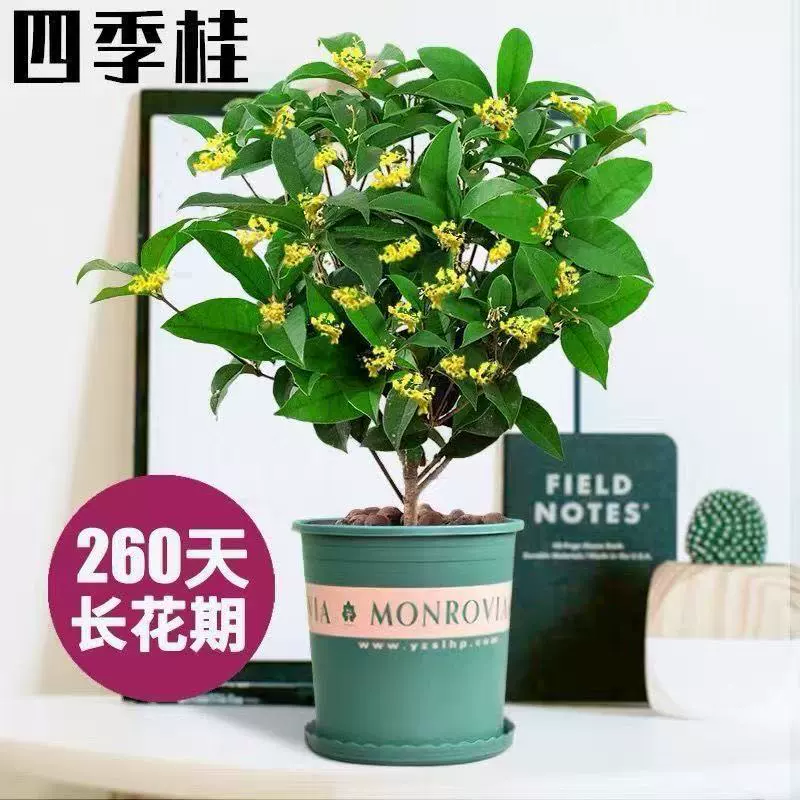 Саженцы османтуса, четырехсезонные цветочные горшки с османтусом, саженцы османтуса августа, золотые деревья османтуса, посадка на земле, цветущий ароматный двор османтуса