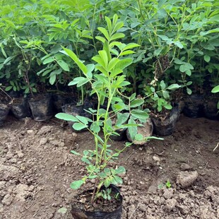 �༾��÷�I�B���� �ļ���÷ ��÷������ �S��õС�� �ͺ���÷