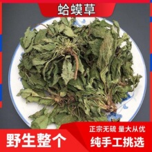 包邮蛤蟆草材 新货蛤蟆草无硫自然晒干新货 蛤