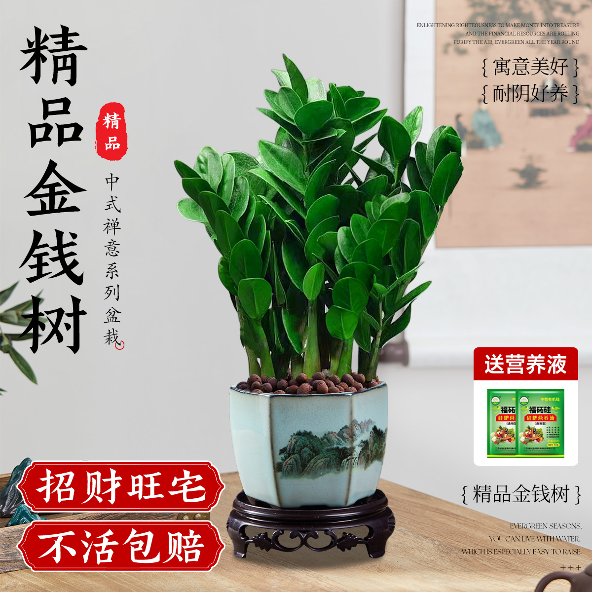 Pohon Uang Kecil, 20-25cm, 5-8 Tanaman (Pot Keramik Lanskap Heksagonal + Tatakan) + Gratis Larutan Nutrisi