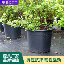 花盆容器;栽培基质;花盆装饰