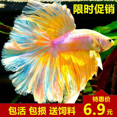 Thailand Betta living thing Half General Ponytail Male fish Tropical Ornamental fish Pet fish living thing